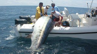 Amazing Fastest Giant Bluefin Tuna and Black Marlin Fishing Skill  Amazing big catching on the sea [upl. by Auqinahc639]