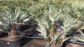 Chamaerops humilis ‘Cerifera’ [upl. by Eenert]