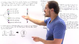 Genes Alleles and Loci on Chromosomes [upl. by Polk534]