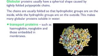 AS level B4 Fibrous and globular proteins [upl. by Aleac]