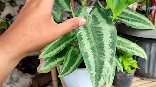 Cara Merawat amp Update Harga Tanaman Hias Homalomena Schismatoglottis [upl. by Karr638]