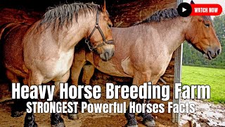 Heavy Horse Breeding Farm  STRONGEST Powerful Horses Facts [upl. by Nwahsid]