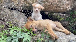 The cry for help of two dogs abandoned by their cruel owner on the side of the road and I saved them [upl. by Scharf]