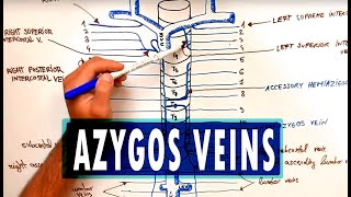 ANATOMY  Azygos Venous System [upl. by Corine]