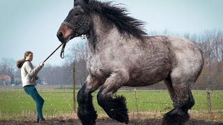 12 LARGEST Horse Breeds In The World [upl. by Araet]