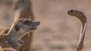 Meerkat Family Surrounds Cobra What Happens Next  BBC Earth [upl. by Salomon]