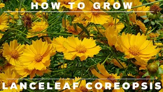 Coreopsis  Complete Grow and Care Guide [upl. by Mateusz]