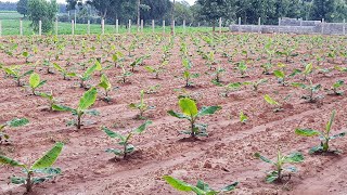 BANANA FARMING Using RAINWATER  Banana Sapling sowing  Farming videos  Part 1 [upl. by Esojnauj]