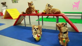 Cute Chihuahua Dog Tricks and Agility [upl. by Atterbury]