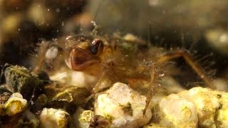 Dragonfly Larvae Prey Capture [upl. by Nnylhsa]