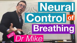 Neural Control of Breathing  Respiratory System [upl. by Igor]