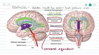 Cerebral Circulation Blood flow to Brain [upl. by Nileve]