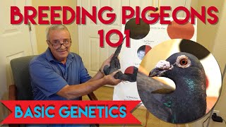 Breeding Pigeons 101 pigeonbreeding pigeonrace pigeons [upl. by Navnod280]