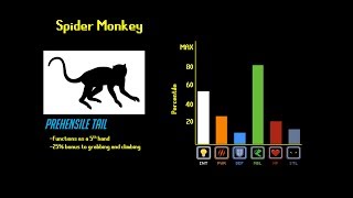 The Primate Tier List [upl. by Ahsikal]