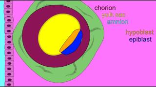 EMBRYONIC DEVELOPMENT EXTRAEMBRYONIC MEMBRANES [upl. by Albers]