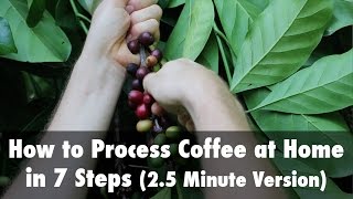 How to Process Coffee at Home in 7 Steps 25 Minute Version [upl. by Mcgraw]