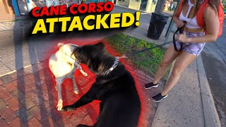 Cane Corso Attack [upl. by Adriel]