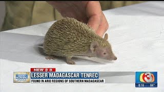 Wildlife World Zoo Lesser Madagascar Tenrec [upl. by Coumas]