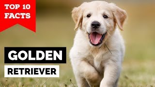 Golden Retriever  Top 10 Facts [upl. by Laeno]