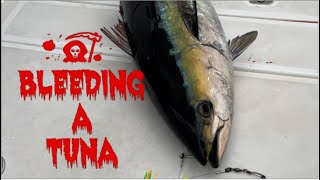 How to properly bleed a Tuna [upl. by Eskil]