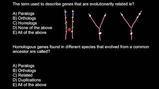 Definition of Paralog Ortholog Homolog [upl. by Aehsel8]