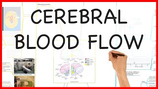 CEREBRAL BLOOD FLOW PHYSIOLOGY SERIES [upl. by Trefler]