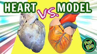 Sheep Heart Dissection VS Heart Model Anatomy 3D Anatomy [upl. by Asinet]