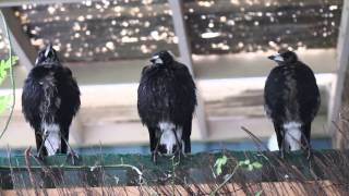 Three Australian Magpies Sing in Unison [upl. by Huba42]