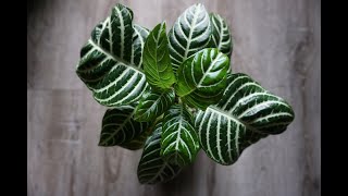 Zebra Plant Aphelandra Squarrosa Care [upl. by Corkhill]