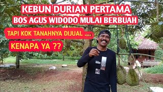 Kebun durian pertama bos Agus Widodo mulai berbuah tapi kok tanahnya di jualkenapa ya❓❓ [upl. by Guillaume]