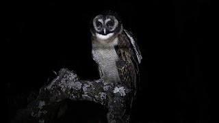 Brown Wood Owl Call  Lansdowne Uttarakhand [upl. by Ahsetra750]