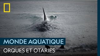 Des jeunes otaries traquées par des orques [upl. by Dralliw]