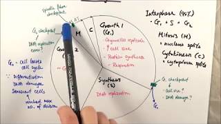 AS Biology  Cell cycle OCR A Chapter 61 [upl. by Ahseekan]