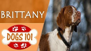 Dogs 101  BRITTANY  Top Dog Facts About the BRITTANY [upl. by Dunaville]