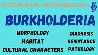 Burkholderia Microbiology  Bacteriology [upl. by Eeslek813]