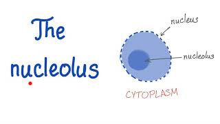 The Nucleolus the small nucleus [upl. by Zoara]