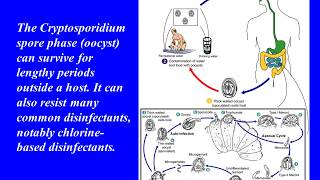 Understanding Cryptosporidium [upl. by Sorensen973]