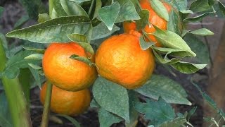 Grow a MANDARIN tree from SEED in a SHOTGLASS plus germination planting and advice [upl. by Ordnaxela]