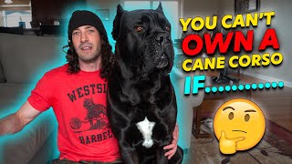 Why You CANT Own a Cane Corso [upl. by Lucais345]