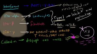 Immunology  Interferons [upl. by Suiraj]