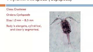 Zooplankton types amp their images and identification [upl. by Halie]