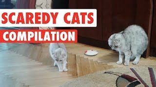 Scaredy Cats Video Compilation 2016 [upl. by Ramyar348]