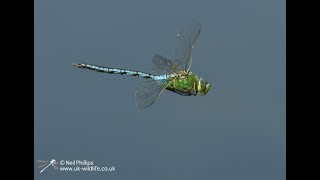 Emperor dragonfly in flight in slow motion [upl. by Alene597]