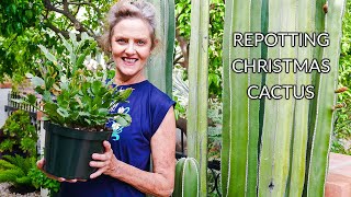 HOUSEPLANT REPOTTING CHRISTMAS CACTUS JoyUsGarden [upl. by Fagen]