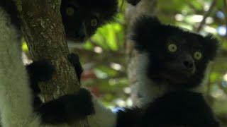 Cute Jumping Indri Lemurs  Madagascar  BBC Earth [upl. by Enneire]