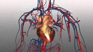 The Heart and Major Vessels  PART 1  Anatomy Tutorial [upl. by Nilok]