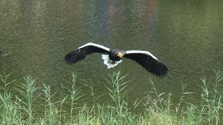 Vogelshow  Vogelpark Avifauna [upl. by Nav]