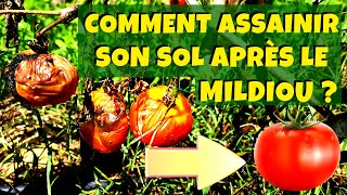 Mildiou  comment assainir son sol pour éviter quil revienne [upl. by Joane434]