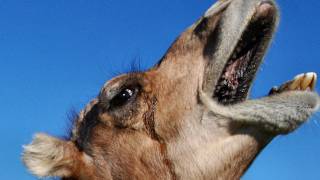 The Amazing Dromedary Camel [upl. by Fenn73]