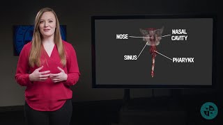 Anatomy Series  The Upper Respiratory Tract [upl. by Rainger]